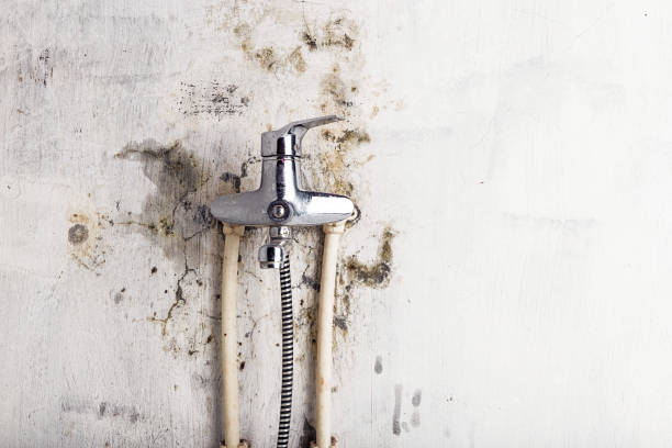 Best Toxic Mold Removal  in South Apopka, FL