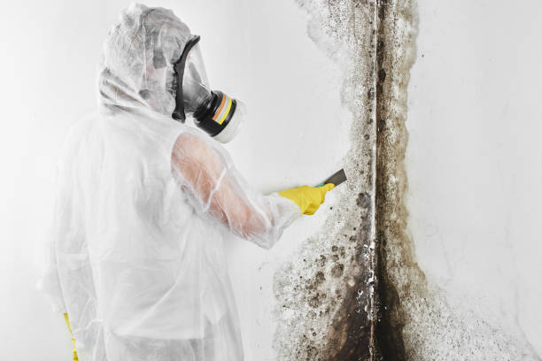 Best Mold Removal and Inspection  in South Apopka, FL